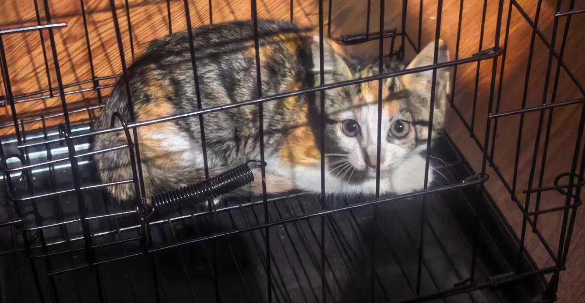 Rescued cat in a protective carrier