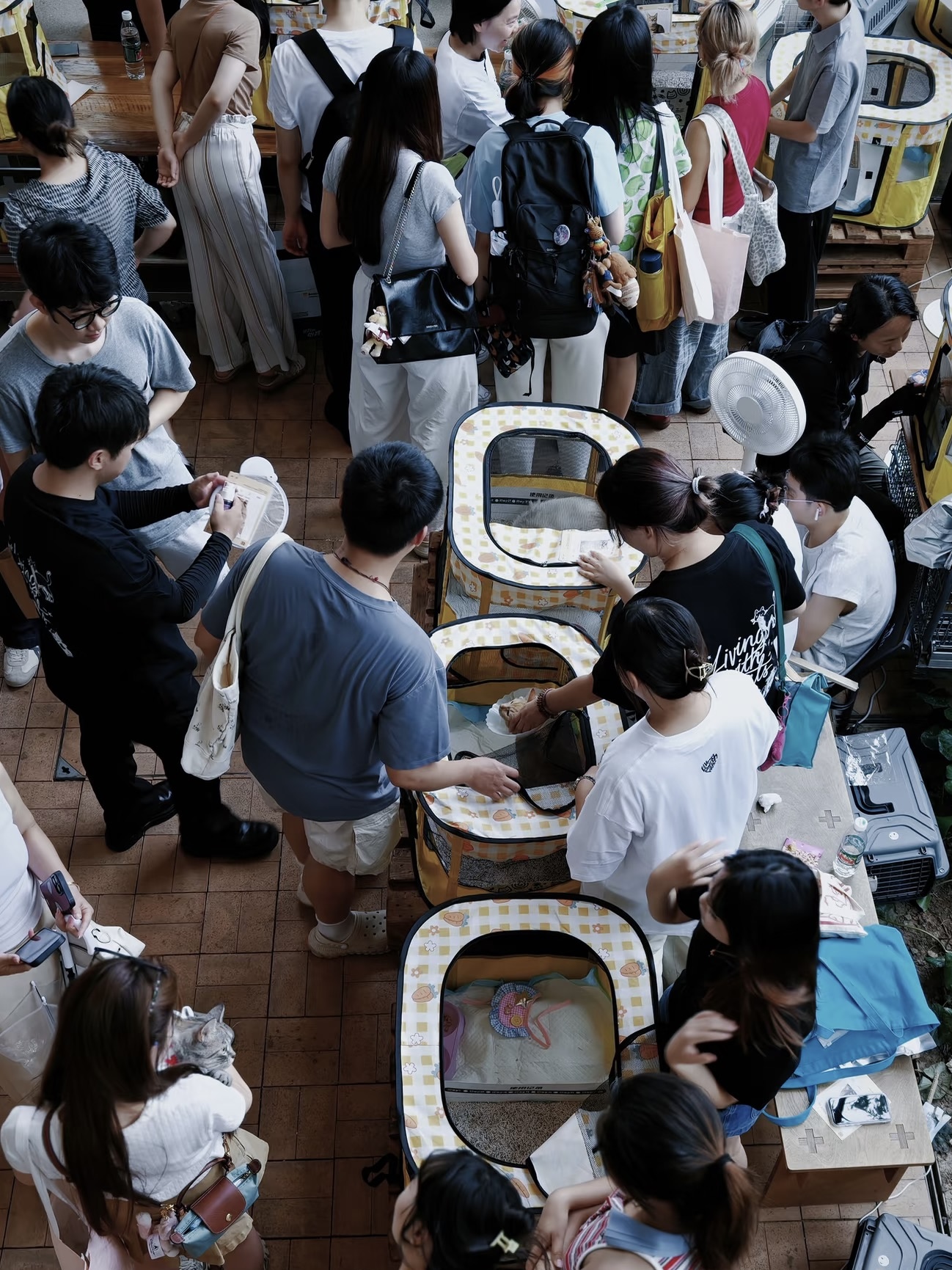 People meeting cats at an adoption event
