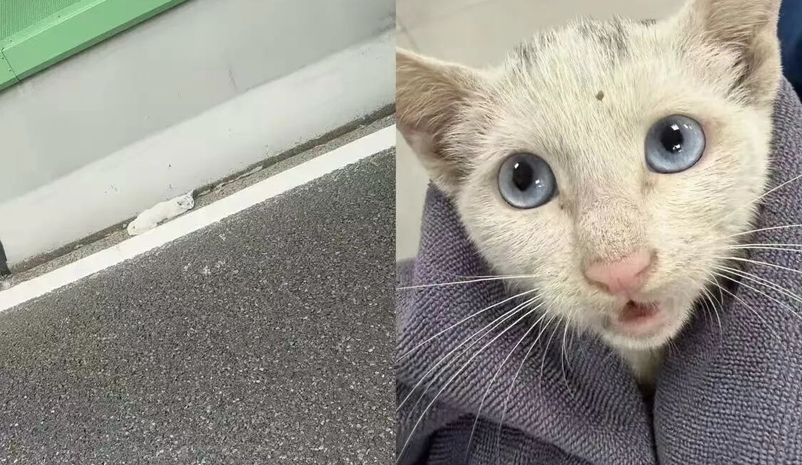 A cat on a roadside and being held after rescue